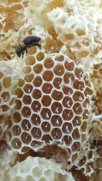 Mật ong - Cà Phê Rang Xay Nguyên Chất Lâm Đồng